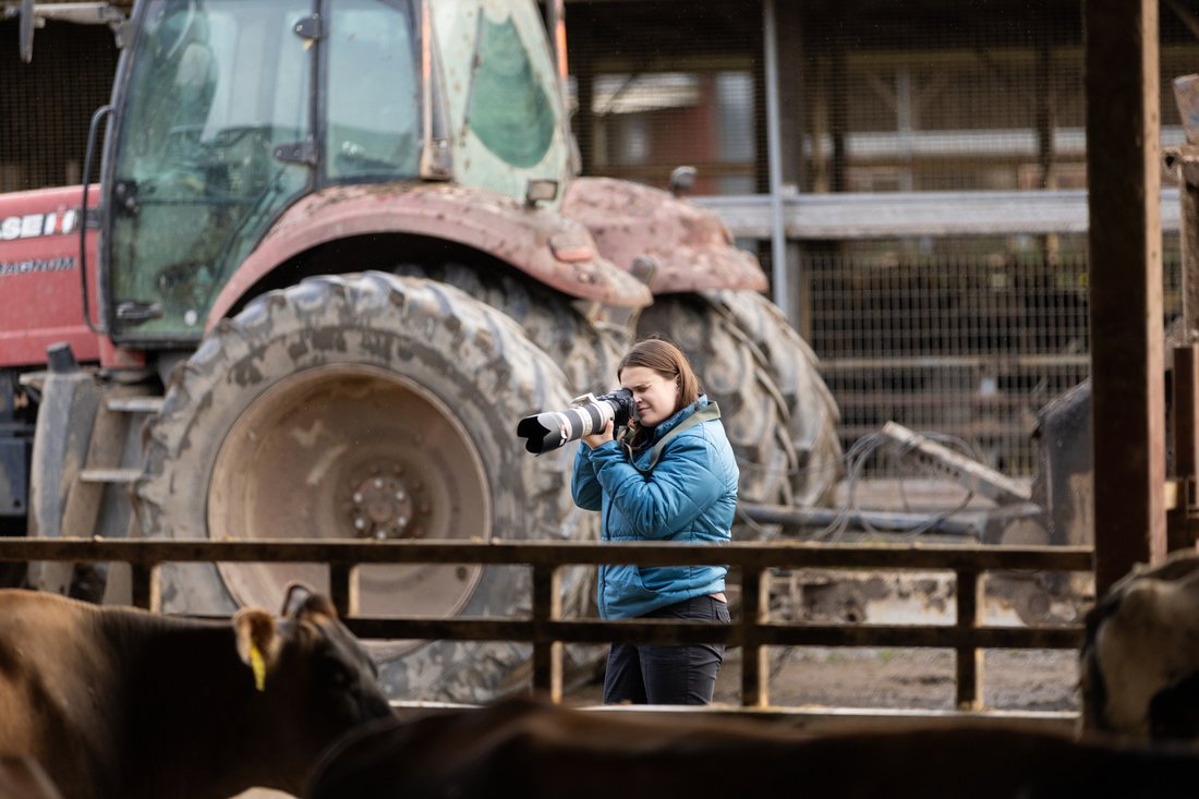 A woman holds a camera to her eye as she takes photo on a farm with cows in the foreground and large red tractor parked in the background.
