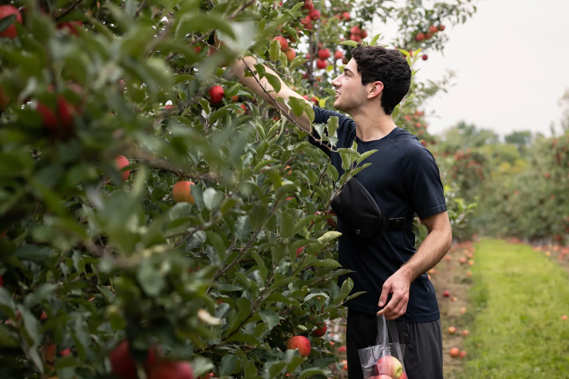 Student reaching into an apple tree in an apple orchard.