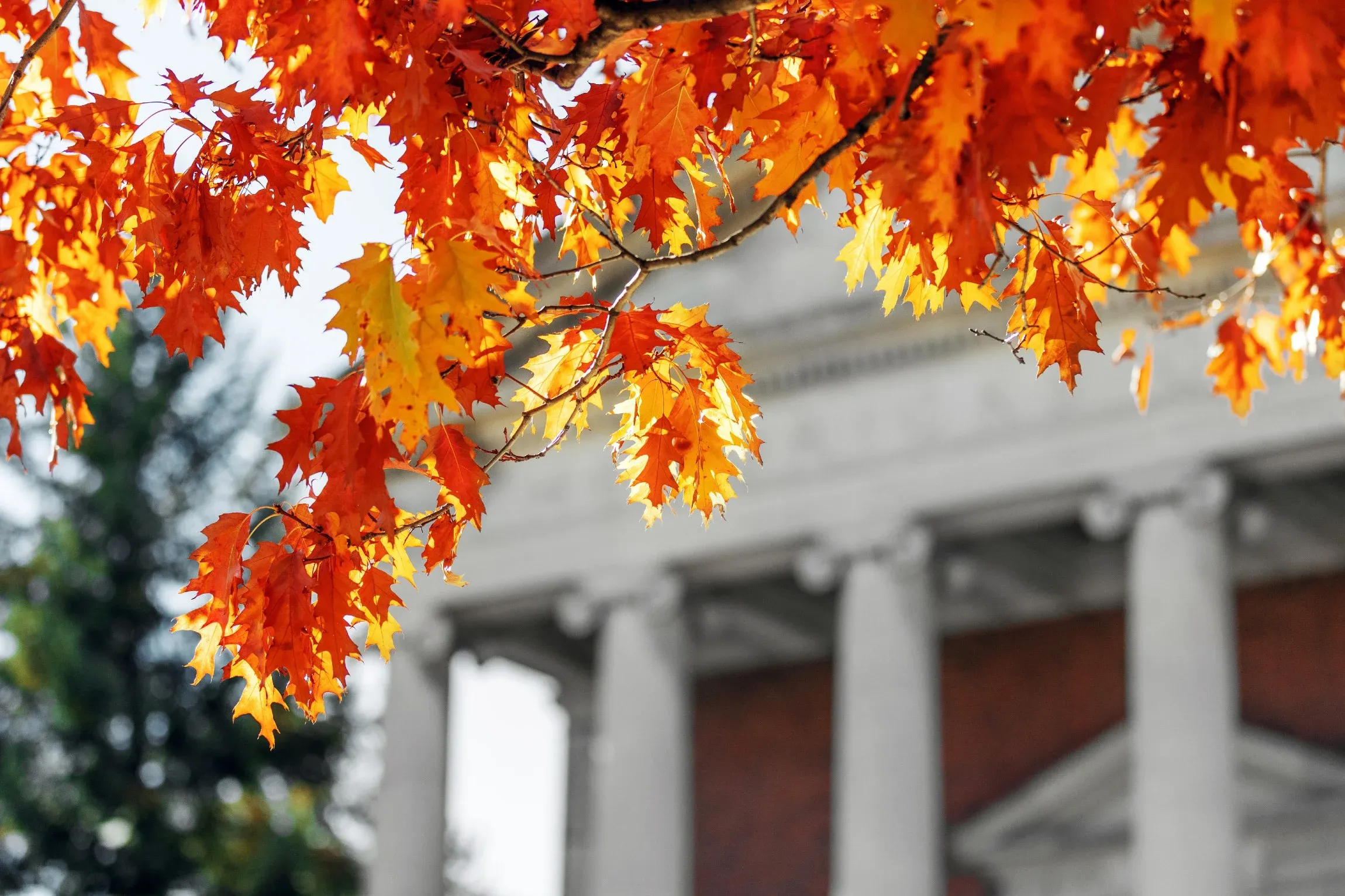 Orange fall leaves in front of campus building.