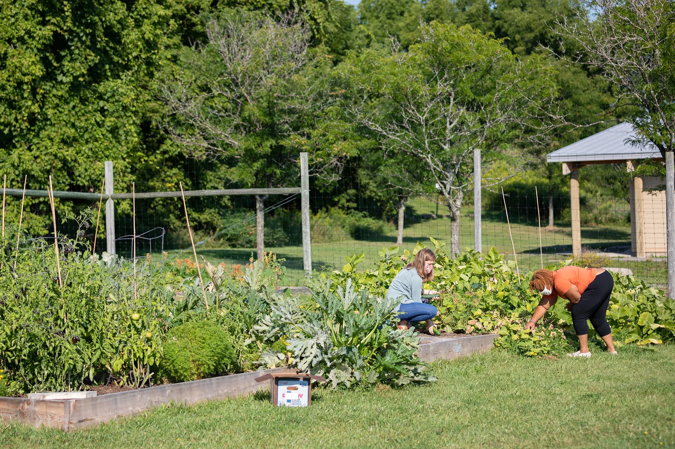 Two women work in vegetable garden.