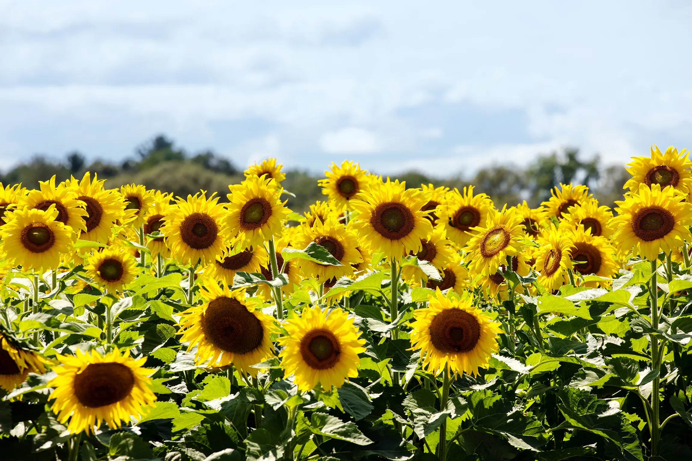 Sunflowers in a large field.